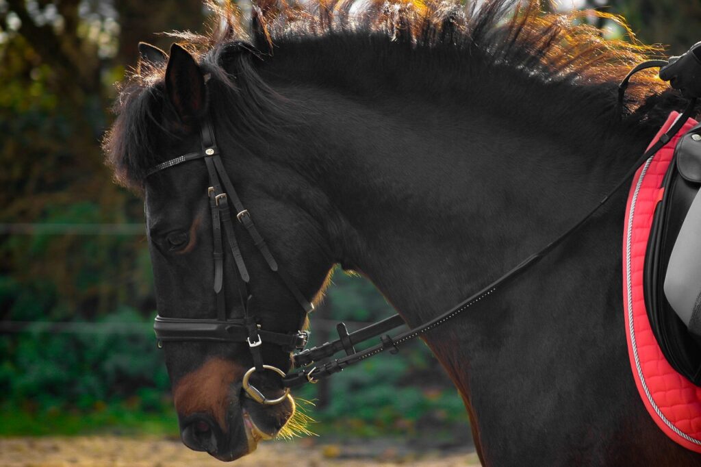 horse, andalusians, spanish-1877845.jpg