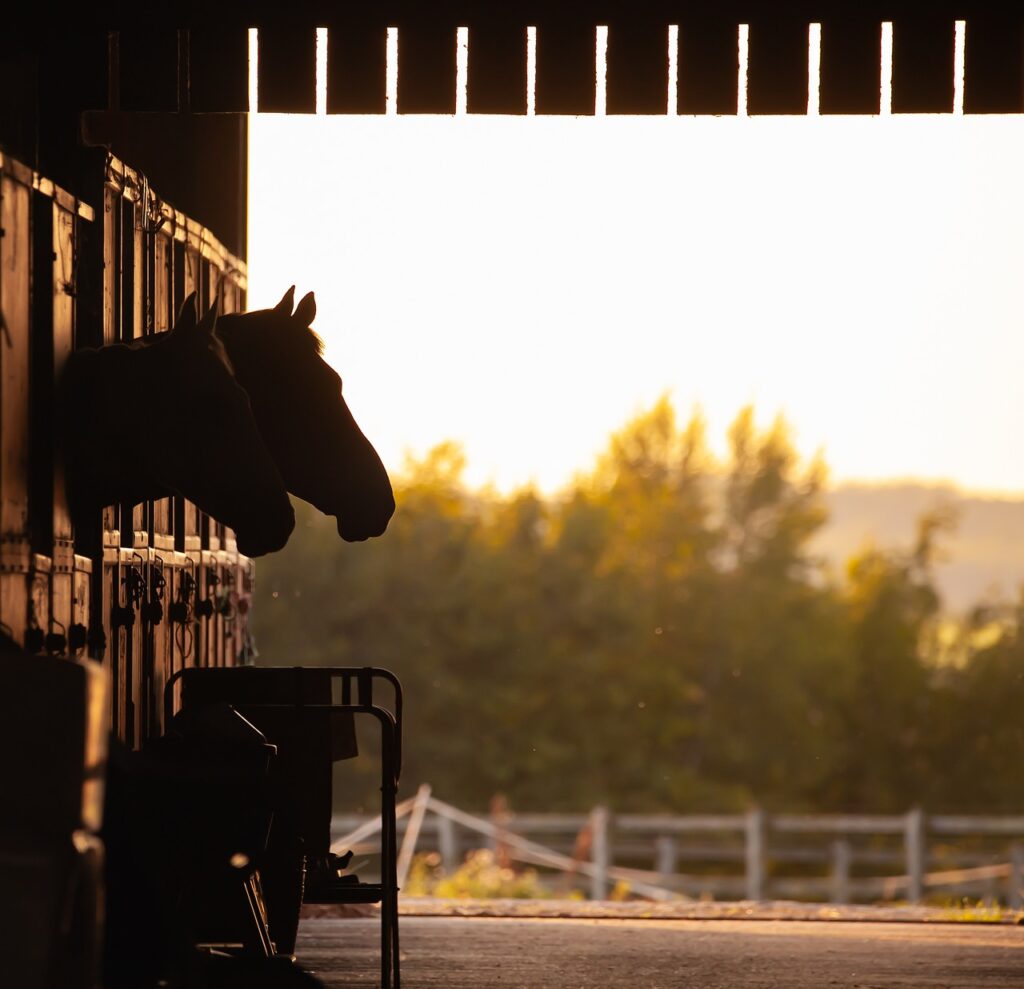 equestrian, horse, competition-4426777.jpg