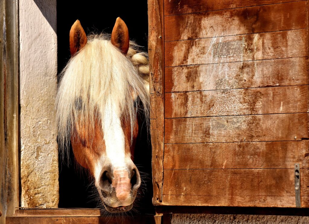 horse, horse stable, animal-2196654.jpg