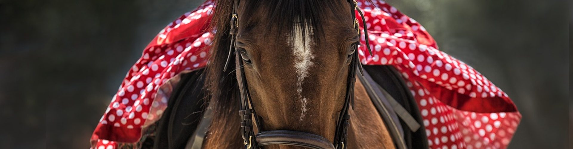 horse-horse-head-horseback-riding-1139142 horse, horse head, horseback riding-1139142.jpg