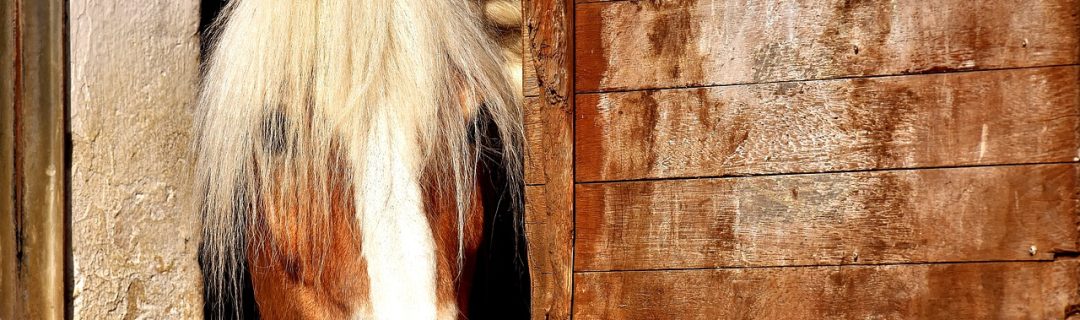 horse, horse stable, animal-2196654.jpg