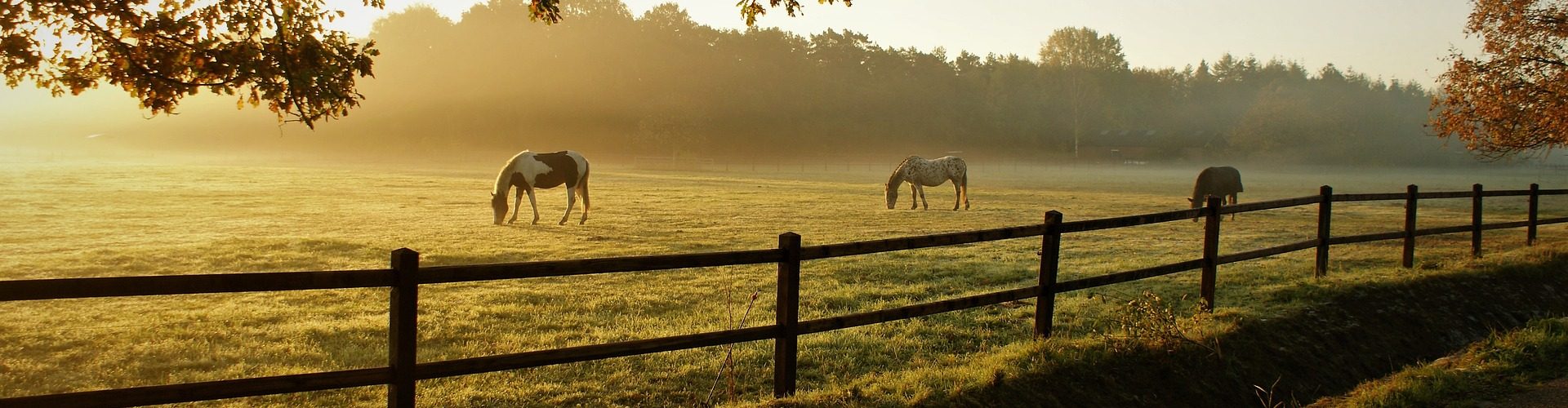 horses-gbd9753419_1920